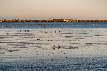 Sticker - Scenic view of a number of ducks perched on the beach in the clear sky background