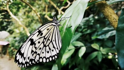 Wall Mural - Close-up of a white butterfly in a garden on a green leaf