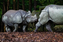 Zoo With Two Big Rhinos Walking On The Wet Ground