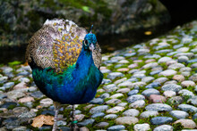 Closeup Of A Beautiful Peacock Standing On The Stony Ground In Dierenpark Amersfoort