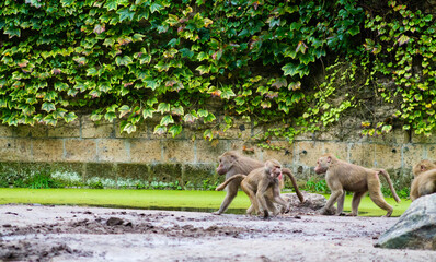 Canvas Print - Habitat of hamadryas baboons in a zoo