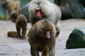 Canvas Print - Habitat of hamadryas baboons in a zoo