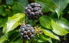 Blackberries Ripening In The Garden