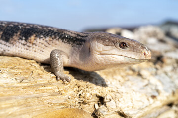 Canvas Print - Common blue-tongued skink lizard, Tiliqua scincoides