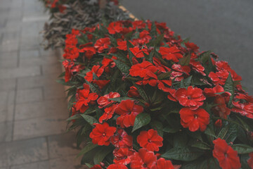 red flower