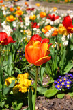 Fototapeta Tulipany - Paris, France. Tulips blooming in a flower park in Paris. April 17, 2022.