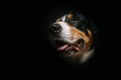 Portrait of the Swiss mountain dog against the black background