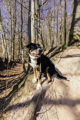 Poster - Vertical closeup shot of a great Swiss Mountain dog in the park at the autumn