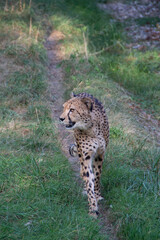 Wall Mural - View of a beautiful cheetah walking through grassland on a sunny day