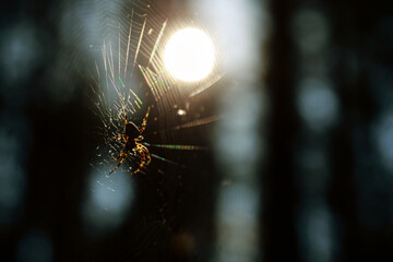 Closeup shot of a spider backlit by direct sun