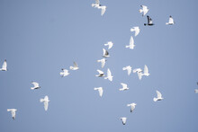 Group Of Flying Seagulls In A Blue Sky