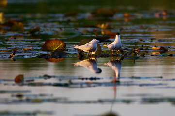 Poster - Closeup shot of white birds in the shallow pond