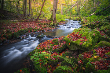 Poster - Scenic shot of a river that goes through the gorgeous autumn forest