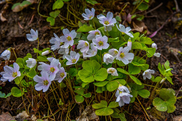 Canvas Print - Oxalis acetosella wood sorrel in bloom, white flowering plant in forest .