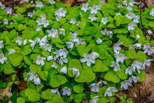 Oxalis Acetosella Wood Sorrel In Bloom, White Flowering Plant In Forest .