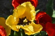 tulpan, żółty, kwiat postrzępiony