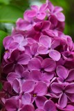 Fototapeta Kwiaty - hydrangea flower