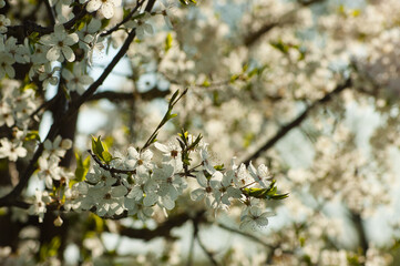 white flowers, in the photo a branch of a blooming fruit tree in spring close-up