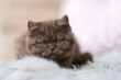Edle Britisch Kurzhaar Kitten - imposant in seltenenen Farben