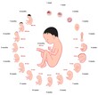 Fetus development stages size during pregnancy infographic diagram weeks months childbirth for medical science and gynecology education fetal life in womb umbilical cord vector drawing illustration