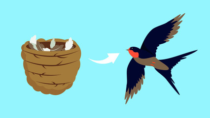 Poster - swallow lives in a nest