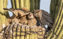 Great Horned Owl Nest With Three Owlets