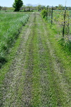 Muddy Path In A Field