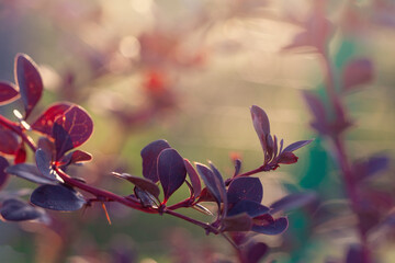 Wall Mural - nature background border with bright red leaves on abstract bokeh and sunlight, soft focus backgroun