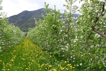 Poster - piante mele n fiore melo val di non 