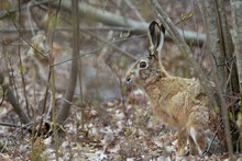Two Brown Hares At The Forest