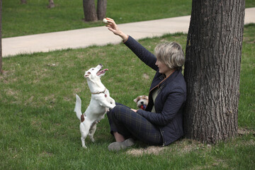 Woman plays in the park with two jack russell terriers