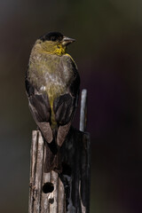 Wall Mural - American Goldfinch Male Looking Back Perched on a Wooden Post in the Garden