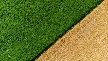 Aerial drone view over border between yellow wheat field and green agricultural field. Top view two halves of fields. Rural landscape and scenery country. Agricultural natural background. Crop fields.