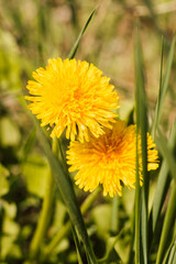 Two yellow dandelions in the grass on a sunny day