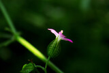 Fototapeta  - flower of a flower