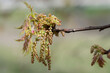 Quercus rubra, northern red oak flowers closeup selective focus