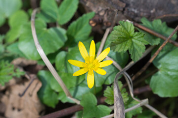 Wall Mural - lesser celandine, pilewort spring yellow flower closeup selective focus