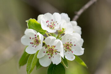 Canvas Print - pear spring blossom closeup selective focus