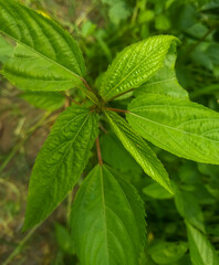 Wall Mural - Moroheiya leaves and young shoots. Young leaves of Moroheiya that are basically organic farming. Economic crops, Green Jute leaves