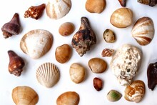 Close Up Of Shells On A White Background