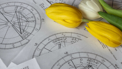 Wall Mural - Printed astrology charts with planets in Aries; yellow tulips in the background