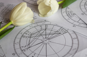 Wall Mural - Printed astrology charts with  white tulips in the background