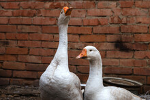 Domestic Geese On A Blurry Background Of A Brick Wall. White Geese, Geese, Red Beak, Close, Village. A Pair Of White Geese In A Rural Yard. Selective Focus.