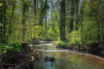  Petite rivière dans la forêt