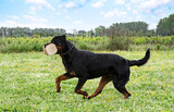 Fototapeta Kawa jest smaczna - training of rottweiler