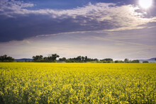 Beautiful Field Of Canola, Rapeseed Or Colza In Yellow Bloom Against The Cloudy Blue Sky On A Spring Day, Perfect Rural Scene Or Agriculture Background.