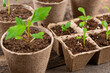 © andreaobzerova - Potted flower seedlings growing in biodegradable peat moss pots on wooden background. Zero waste, recycling, plastic free gardening concept background.
