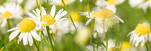 Banner Of Chamomile In Meadow. Macro Photography