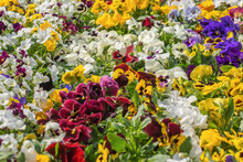 Bunch Of Colorful Pansy Flowers In Bloom. Springtime With Many Small Multi-colored Pansies