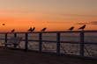 Wschód słońca nad morzem Bałtyckim, ptaki